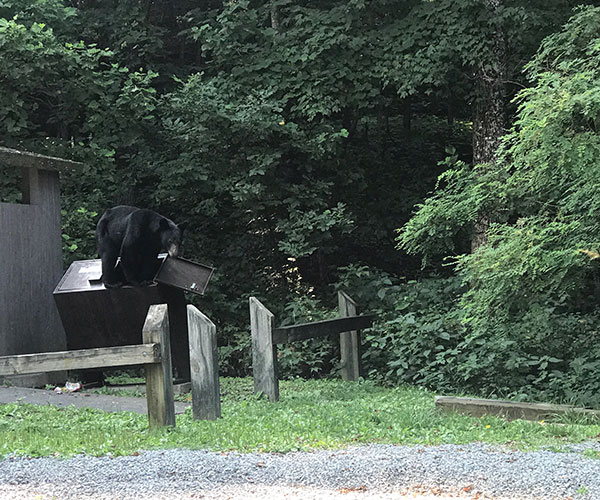 Bear in a dumpster